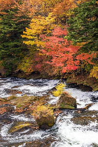 秋天的森林，有溪水到龙津瀑布，背景是切曾吉湖，日兴，日本