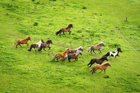 一群野马在绿草如茵的乡村草地上奔跑