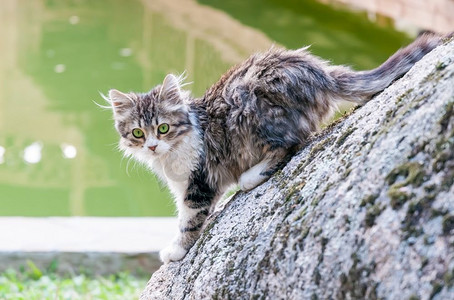 一只可爱的灰色小猫从池塘里出来后浑身湿透了，