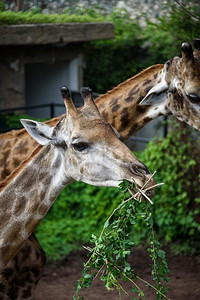 野生动物园摄影照片_长颈鹿吃的是人类喂养的食物