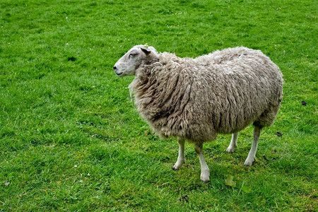在青草草地上吃草的羊。绵羊凝视在绿色领域