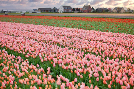 荷兰的郁金香在春天盛开