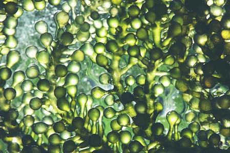 光生物反应器在实验室藻类燃料生物燃料工业中的应用。藻类燃料