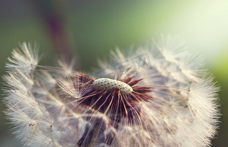 露水摄影照片_春暖花开的草地上吹口水球。自然的夏日背景。