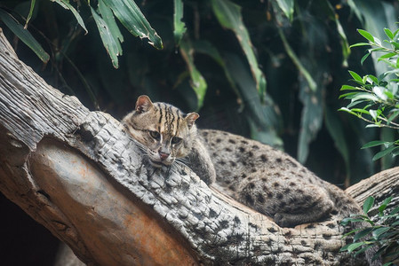 猫钓鱼摄影照片_捕鱼猫躺在树枝树在丛林/Prionailurus viverrinus