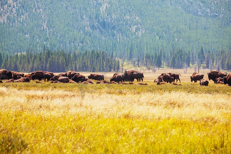 美国黄石国家公园的野生水牛