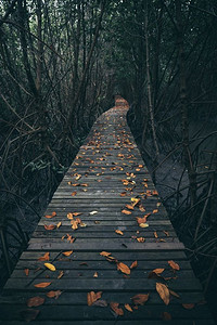 红树林中的木制步道，感受大自然，清新放松