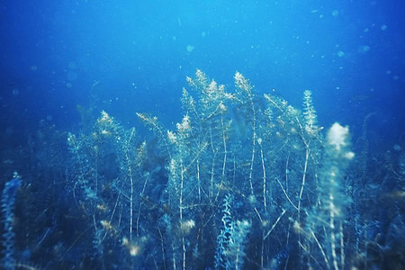 海底有藻类和珊瑚在混乱的水域
