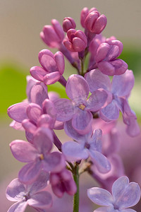 蓝色太阳背景摄影照片_花园里的春天丁香花
