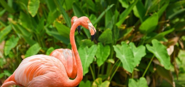自然界上美丽的火烈鸟橙色绿色热带植物背景/加勒比火烈鸟