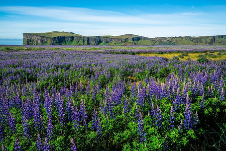 风景大片摄影照片_冰岛维克的羽扇豆花田。阿拉斯加羽扇豆大片风景。