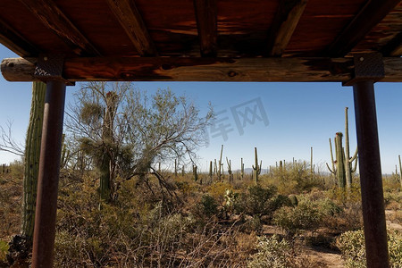 沙漠探索自然步道，展示了在亚利桑那州萨瓜罗国家公园发现的典型仙人掌