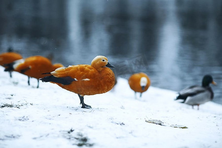 冬天鸭子在小溪边散步
