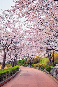 公园世风景摄影照片_盛开的樱花樱花在公园里在春天，石川湖公园，首尔，韩国。盛开的樱花樱花巷在公园