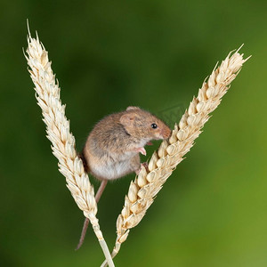 小白鼠摄影照片_在中性绿色自然背景的麦秆上可爱地收获小白鼠