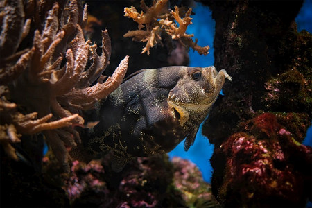 海洋卡通鱼类摄影照片_斑点肥皂鱼 pogonoperca punctata 鱼在海中水