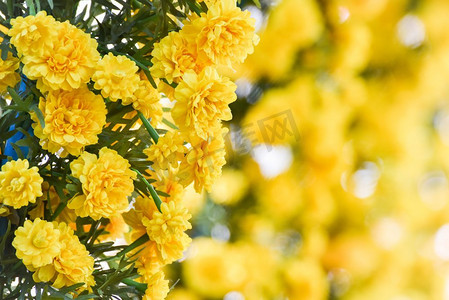 背景为黄色的万寿菊花束