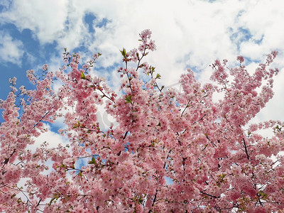 鲜花簇拥摄影照片_野生的粉红色樱桃树在天空中绽放。春天的花儿，簇拥在公园的树枝上。美丽的大自然四季近距离。