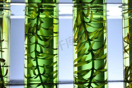 科学实验、实验室研究中的海藻
