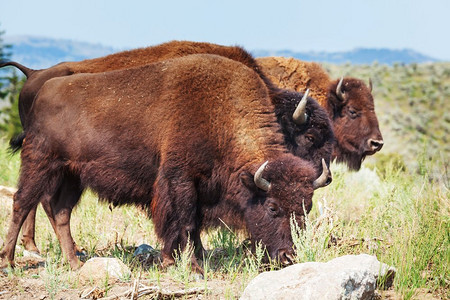 黄石国家公园摄影照片_美国黄石国家公园的野生水牛