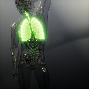 人体肺部发光的科学解剖扫描人体肺放射学检查