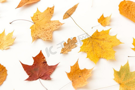 不同的树摄影照片_自然，季节和植物概念—不同的干燥秋天叶子在白色背景。干燥秋天叶子在白色背景