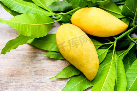 芒果新鲜在芒果叶从树热带夏季水果概念/甜成熟芒果黄色