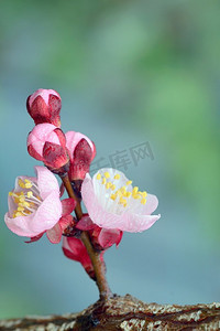 樱花背景摄影照片_特写镜头雨季与樱花 