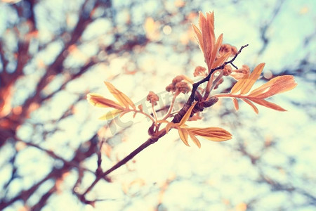 色调的背景春天树枝与幼叶太阳眩光模糊bokeh