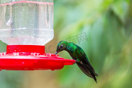 colibri摄影照片_中美洲哥斯达黎加五颜六色的蜂鸟