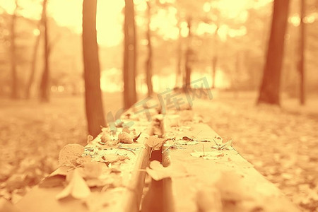 景观长凳在秋天公园/十月风景在黄色公园，秋天背景