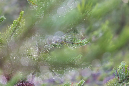 松枝装饰摄影照片_新鲜的湿松枝背景。