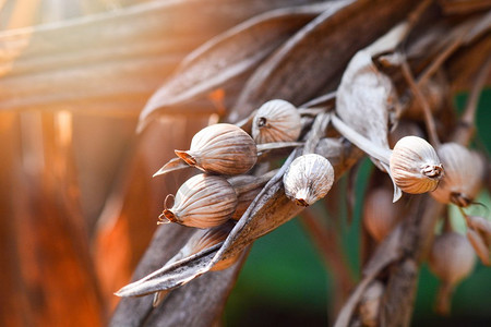 成熟的薏米树上的种子植物准备收获(薏苡仁)-中国珍珠大麦薏苡仁