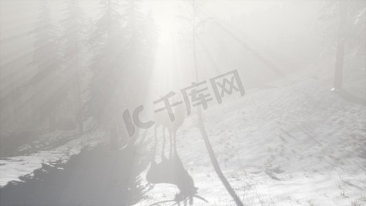 冬季鹿摄影照片_骄傲高贵的鹿男性在冬季雪山森林在山。冬日雪山里骄傲的公鹿