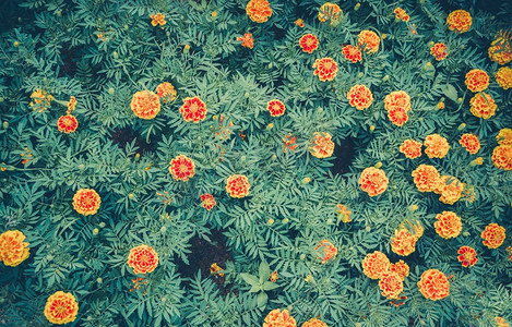 在背景顶视图的万寿菊黄色花卉植物春季夏季花园—葡萄酒花的颜色