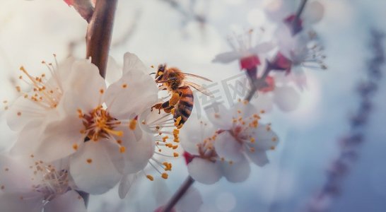  昆虫，授粉，花粉，蜂蜜
