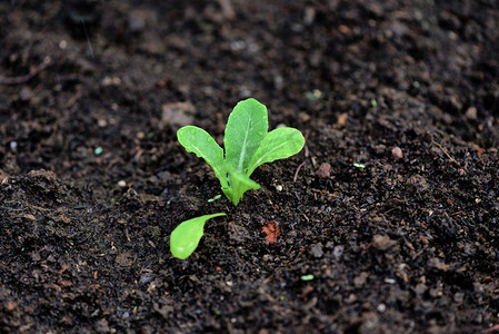 农业摄影照片_种植蔬菜生菜叶在花园里的土壤上/绿色幼苗生长园艺种植农业概念