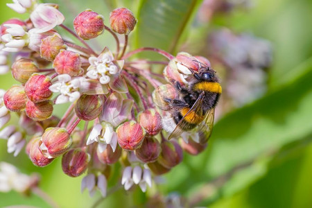 亲爱摄影照片_一只野生湿蜜蜂在粉红色的三叶草花上收集花粉