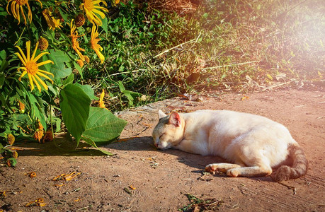 早晨躺在水泥地上睡觉的动物猫