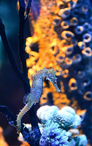 刺海马可爱的海洋动物/美丽的黄色海马游泳水下海洋