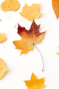 自然，季节和植物概念—不同的干燥秋天叶子在白色背景。干燥秋天叶子在白色背景