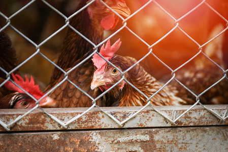 室内养鸡产品在笼养养殖中的饲养