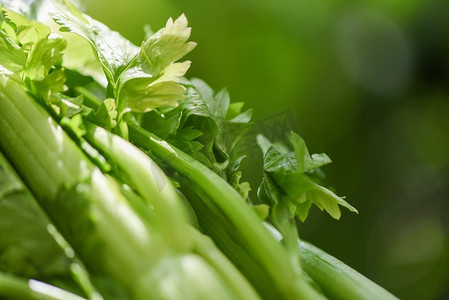 芹菜炒肉丝摄影照片_新鲜芹菜蔬菜/束芹菜茎与叶子在自然绿色背景 