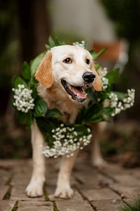 一只金毛猎犬在婚礼上脖子上挂着花环