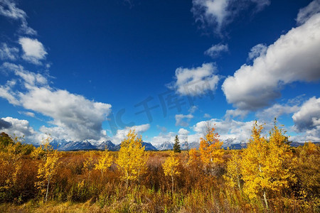 美国怀俄明州大提顿国家公园秋季的明亮色彩