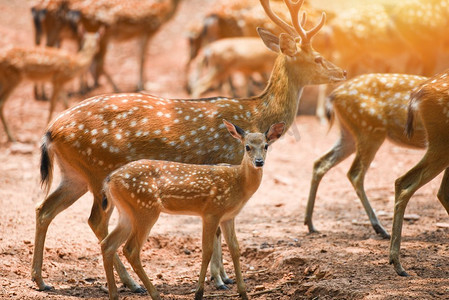 梅花鹿摄影照片_国家公园中的梅花鹿野生动物/其他名称Chtal，Chetal，Axis鹿