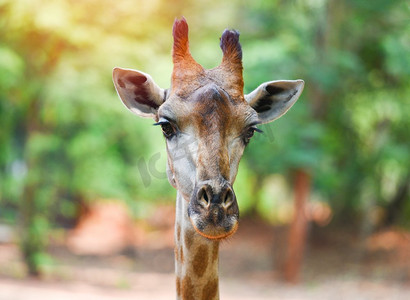 长颈鹿头像/特写国家公园中的长颈鹿和自然绿树背景