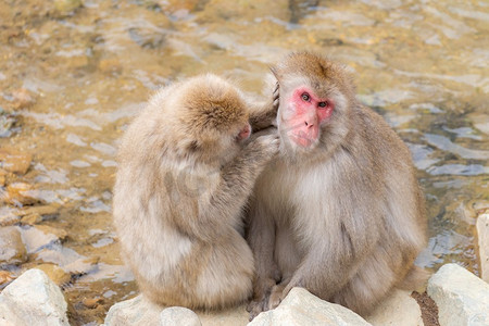 日本雪猴猕猴在温泉温泉Jigo—kanani猴公园，中野，日本