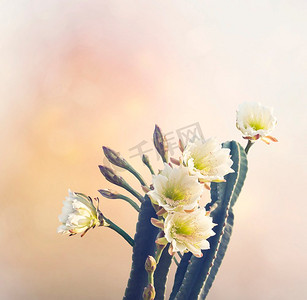 圣佩德罗仙人掌与美丽的白色花朵