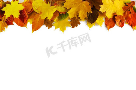 边框秋天摄影照片_白色背景上孤立的秋叶边框。秋叶架